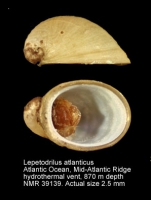 Lepetodrilus atlanticus