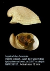 Lepetodrilus fucensis