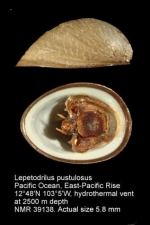 Lepetodrilus pustulosus