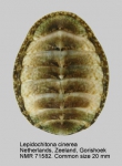 Tonicellidae