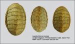 Lepidochitona (Lepidochitona) cinerea