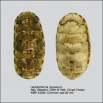 Lepidochitona caprearum