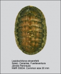 Lepidochitona (Lepidochitona) stroemfelti