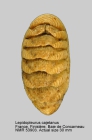 Lepidopleurus cajetanus