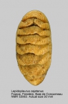 Leptochitonidae
