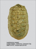 Lepidozona cooperi
