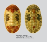 Lepidozona coreanica