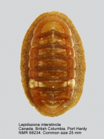 Lepidozona interstincta