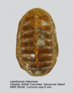 Lepidozona retiporosa