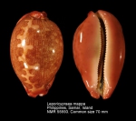 Leporicypraea mappa