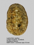 Leptochiton asellus