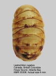 Leptochitonidae