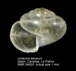 Limacinidae