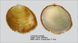 Limopsis crenata