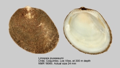 Limopsis jousseaumi