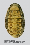 Liolophura japonica