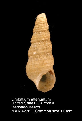 Lirobittium attenuatum