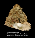 Lithopoma caelatum