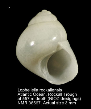 Lopheliella rockallensis