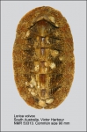 Loricidae