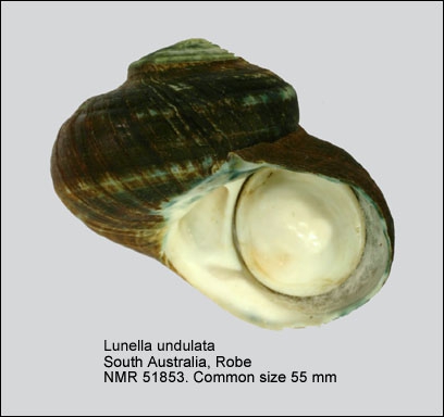 Lunella undulata