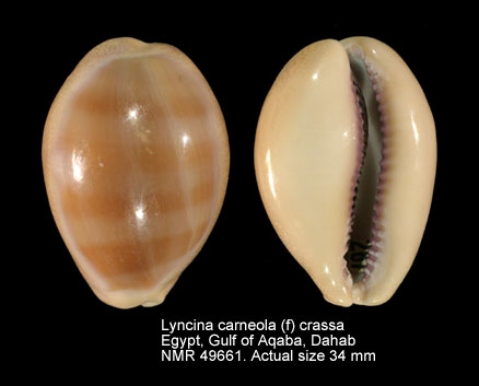 Lyncina carneola