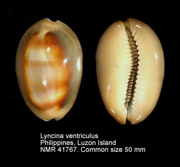 Lyncina ventriculus