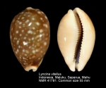 Lyncina vitellus