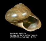 Margaritidae