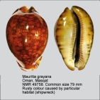 Mauritia grayana