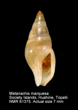 Metanachis marquesa