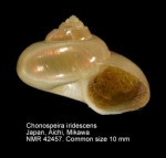 Chonospeira iridescens
