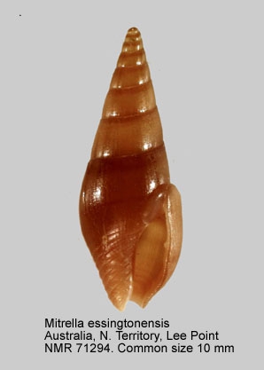 Mitrella essingtonensis