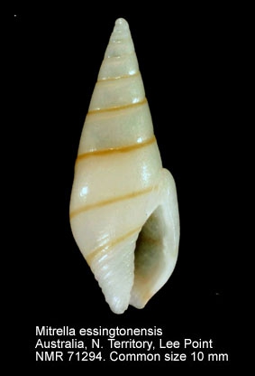 Mitrella essingtonensis