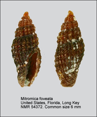 Mitromica foveata