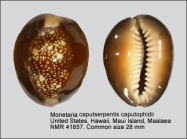 Monetaria caputserpentis caputophidii