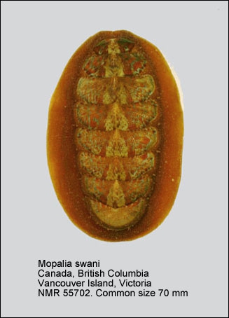 Mopalia swanii