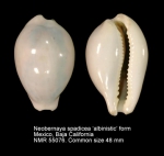 Neobernaya spadicea