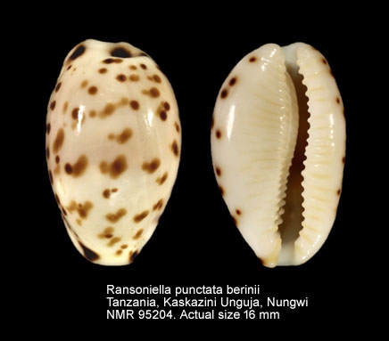 Ransoniella punctata berinii