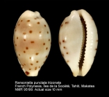 Ransoniella punctata trizonata