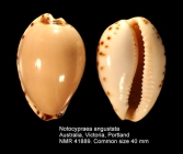 Notocypraea angustata