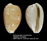 Notocypraea occidentalis