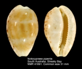 Notocypraea piperita