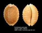 Nucleolaria granulata