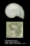 Omalogyra simplex