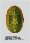 Onithochiton neglectus