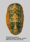 Onithochiton quercinus