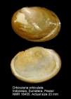 Orbicularia orbiculata
