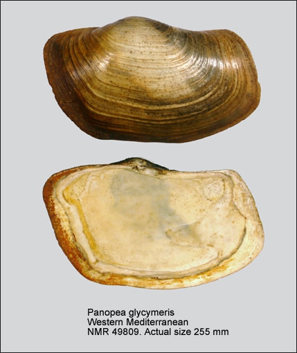 Panopea glycimeris