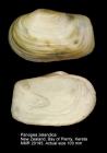 Panopea zelandica